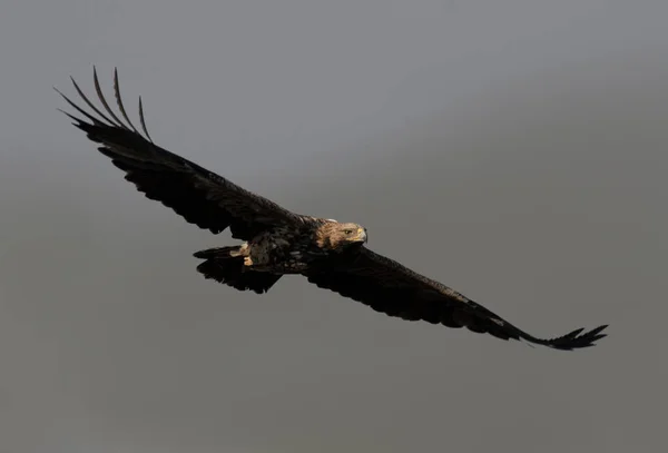 Águia Imperial Oriental Voando — Fotografia de Stock