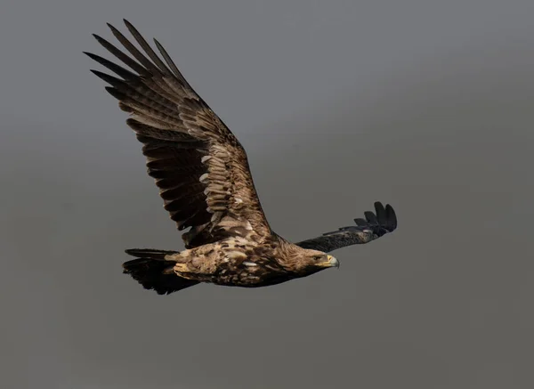 Águila Imperial Oriental Volando —  Fotos de Stock