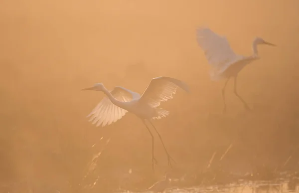 Great Egrets Flying Misty Morning — Stock Photo, Image