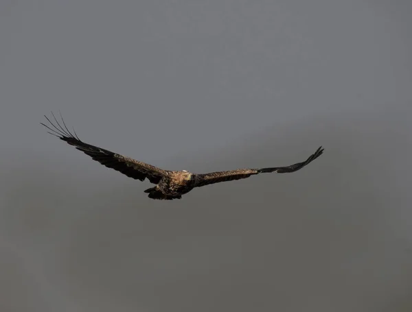 Águia Imperial Oriental Voando — Fotografia de Stock