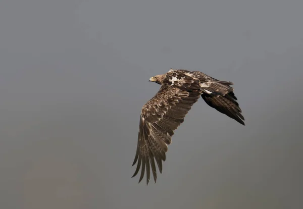 Águila Imperial Oriental Volando — Foto de Stock