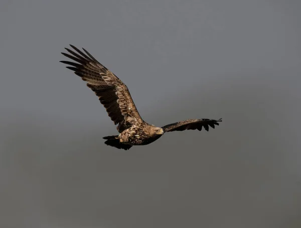 Летящий Орёл — стоковое фото