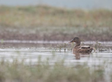 Göletteki Mallard Duck manzarası 