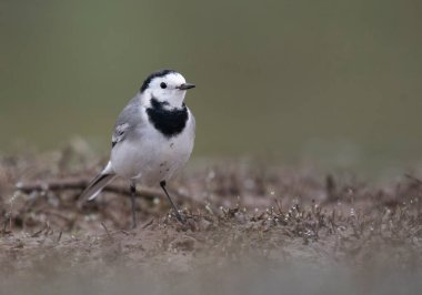 Beyaz kuyruksallayan gündoğumu 