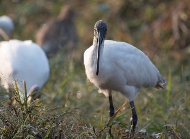 Black-headed ibis (Threskiornis melanocephalus) in nature