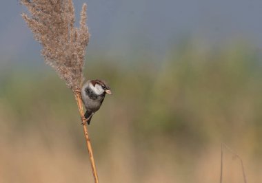 Bitkinin Üzerinde Serçe 