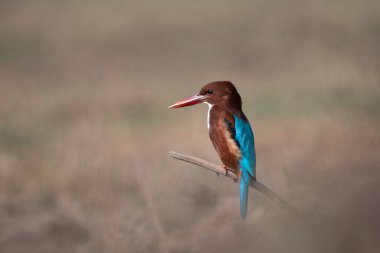 Beyaz boğazlı Kingfisher doğada