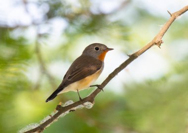 Kırmızı göğüslü sinekkapan ağaç brunch 'ında oturuyor. 
