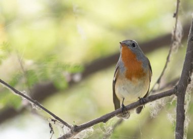 Kırmızı göğüslü sinekkapan ağaç brunch 'ında oturuyor. 