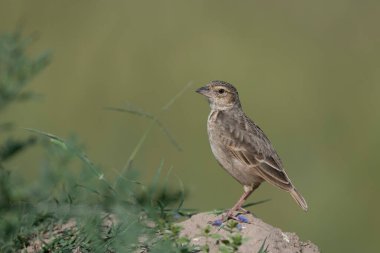 Bengal çalı tarlası manzarası