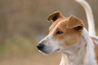 Yabani bir köpek yakın çekim görüntüsü