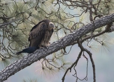 Griffon akbabası ormanda dinleniyor. 
