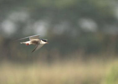 Whiskered tern (Chlidonias hybrida) flying