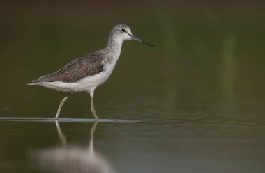 Sunrise adlı ortak yeşil şaft 