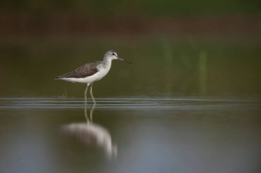 Sunrise adlı ortak yeşil şaft 