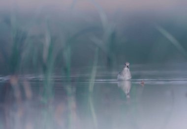 Temminck's stint (Calidris temminckii) in the morning in wetland