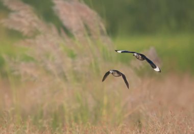 Islık çalan ördekler gölün üzerinde uçuyor