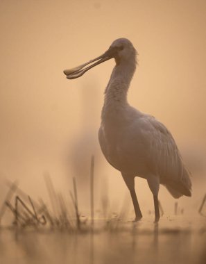 güzel pembe balıkçıl (cygnus olor) Güney Amerika 'da bir bahar günü gün doğumunda. 