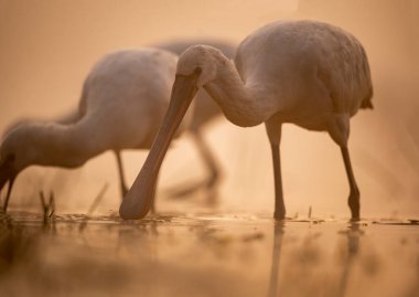 güzel pembe balıkçıl (cygnus olor) Güney Amerika 'da bir bahar günü gün doğumunda. 