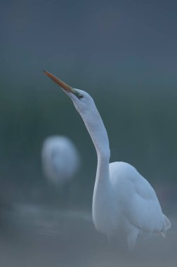 beyaz balıkçıl (pelecanus onocrotalus) yakın plan