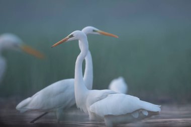beyaz balıkçıl (pelecanus onocrotalus) yakın plan