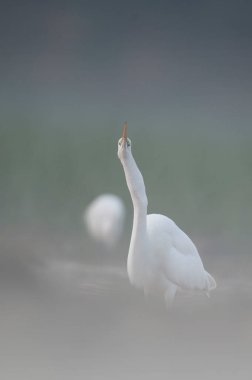 beyaz balıkçıl (pelecanus onocrotalus) yakın plan