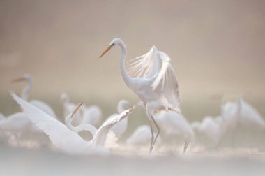 white egret ( pelecanus onocrotalus ) closeup clipart