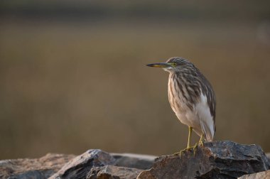 büyük balıkçıl (ardea cinerea) yakın plan 