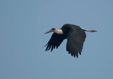 Uçan balıkçıl (ardea cinerea)