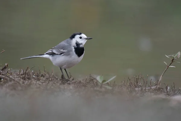 stock image White wagtail at sunrise 