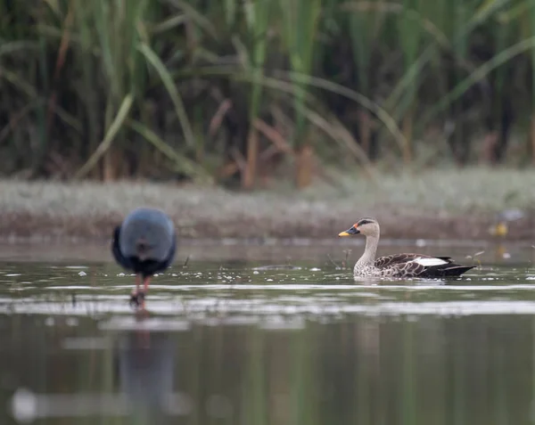 stock image Indian Spot-billed Duck view