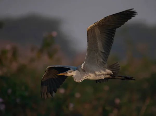 Heron Gri Care Zboară Cer — Fotografie, imagine de stoc