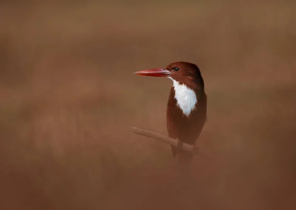 Kingfisher Garganta Branca Natureza — Fotografia de Stock