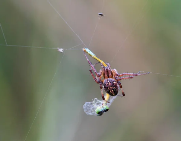 Spider Cazando Insecto — Foto de Stock