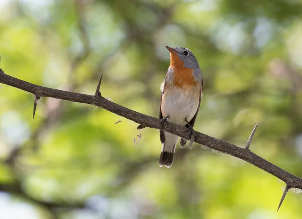 Red Breasted Flycatcher Sentado Brunch Árvore — Fotografia de Stock