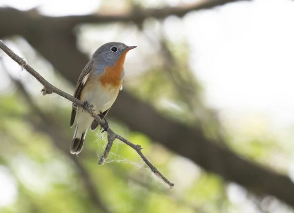 Red Breasted Flycatcher Sitting Tree Brunch — Stock Photo, Image