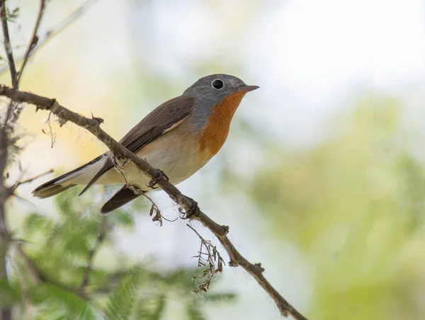 Red Breasted Flycatcher Sitting Tree Brunch — Stock Photo, Image