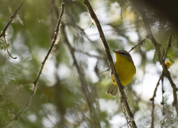 Grey Hooded Warbler View — Stock Photo, Image