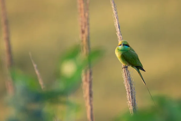 Doğal Ortamında Küçük Yeşil Arı Yiyen Kuş — Stok fotoğraf
