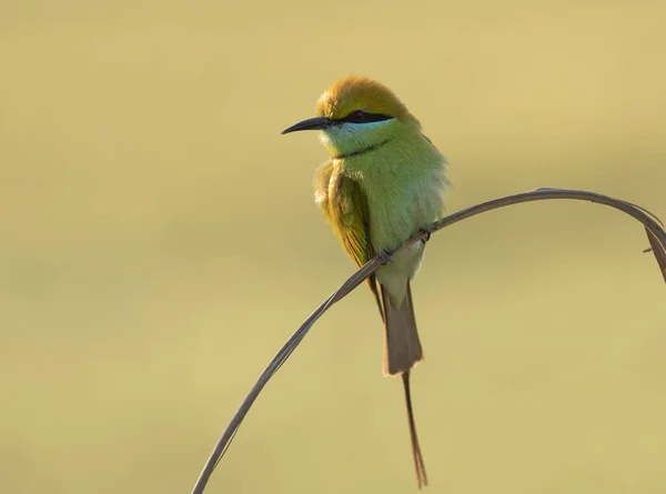 小さな緑の蜂は自然生息地で鳥を食べる — ストック写真