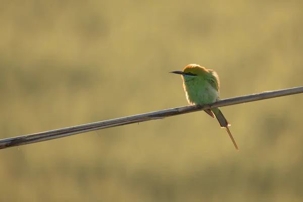Pájaro Abejero Verde Hábitat Natural —  Fotos de Stock