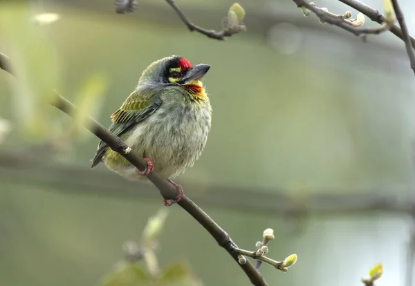 Stock image Coppersmith Barbet on Tree 