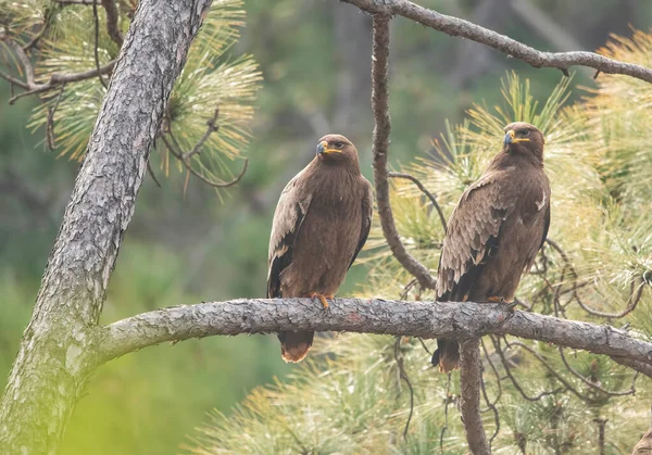 草原鹰栖息在森林里 — 图库照片