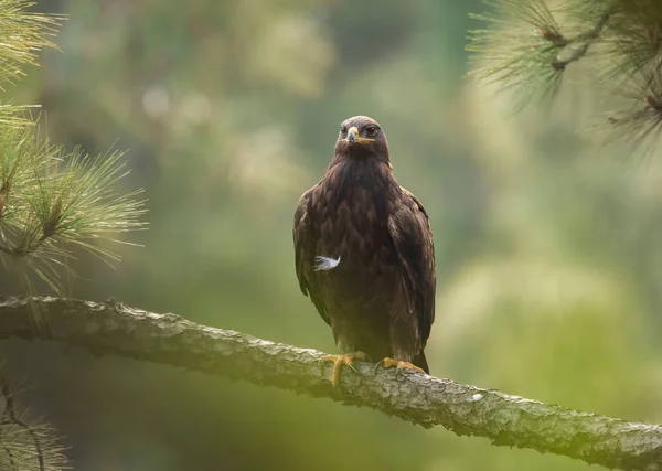 Águila Estepa Percha Bosque — Foto de Stock