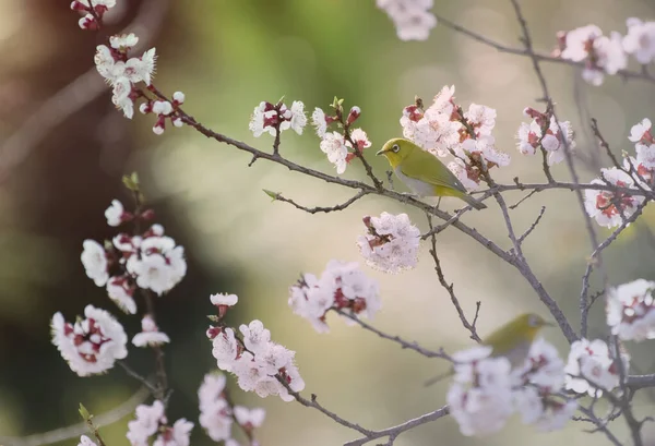Kiraz Çiçeğine Tüneyen Sevimli Sarı Kuş Doğulu Beyaz Göz Zosterops — Stok fotoğraf