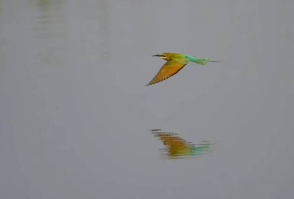 Hermosa Abejita Verde Comedor Aves — Foto de Stock