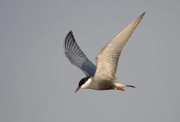 Whiskered Tern Chlidonias Hybrida Flying — Stockfoto
