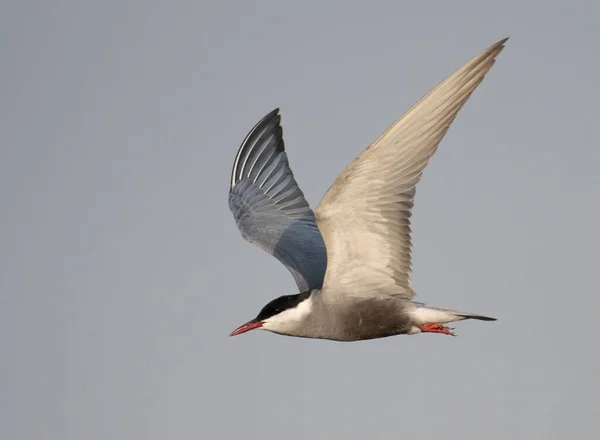 Whiskered Tern Chlidonias Hybrida Flying — 图库照片