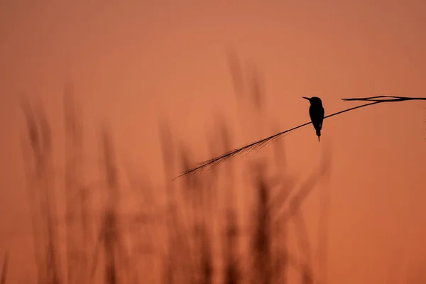 Silhouette Oiseau Sur Poteau — Photo