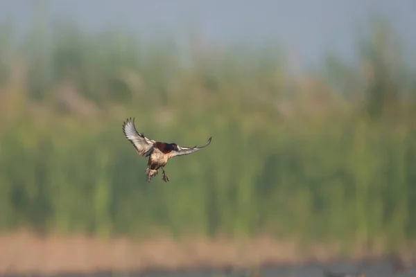 Fluierând Raţă Zburând Deasupra Lacului — Fotografie, imagine de stoc